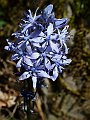 Liliaceae - Scilla italica